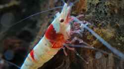 Caridina Logemanni K10- K14