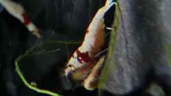 Caridina Logemanni K10- K14