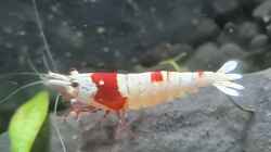 Caridina Logemanni K10- K14