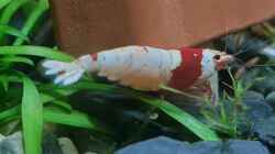 Caridina Logemanni K10- K14