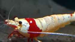 Caridina Logemanni K10- K14