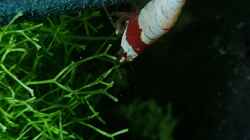Caridina Logemanni K10- K14