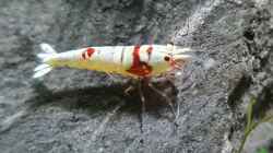 Caridina Logemanni K10- K14