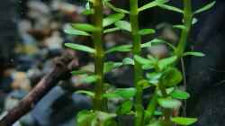 Rotala indica bonsai