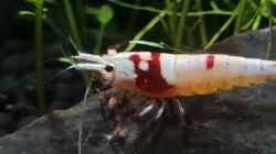 Caridina Logemanni K10- K14