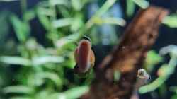 Posthornschnecke