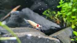 Caridina Logemanni K10- K14