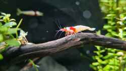 Caridina Logemanni K10- K14