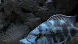 Nimbochromis livingstonii