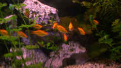 Besatz im Aquarium Becken 4457