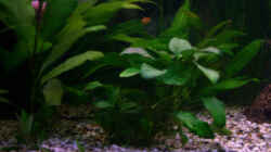 Pflanzen im Aquarium Becken 4457