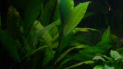Pflanzen im Aquarium Becken 4457