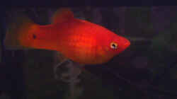 Platy