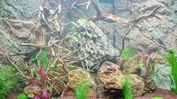 Dekoration im Aquarium Amazonas