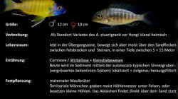 Besatz im Aquarium Lake Malawi 3.0 - Sandzone