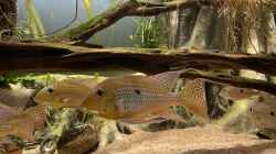 Besatz im Aquarium Altifrons