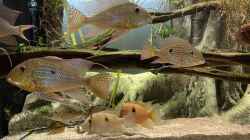 Besatz im Aquarium Altifrons