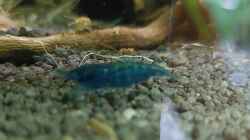 Neocaridina Blue Dream