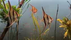 Besatz im Aquarium Altum Atabapo