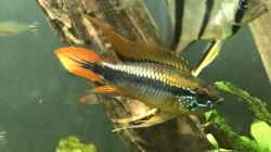 Apistogramma agassizii
