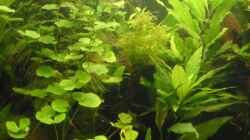 Aquarium Becken 4502