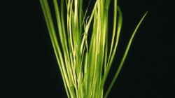 Vallisneria spiralis