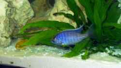 Besatz im Aquarium Becken 4516