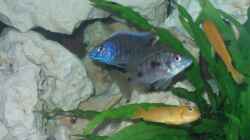 Besatz im Aquarium Becken 4516