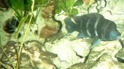 Besatz im Aquarium Becken 468