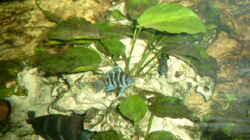 Pflanzen im Aquarium Becken 468