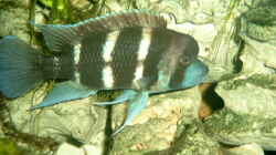 Besatz im Aquarium Becken 468
