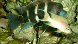 Besatz im Aquarium Becken 468