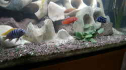 Dekoration im Aquarium Becken 477