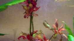 Ludwigia inclinata