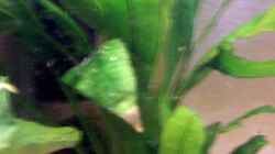 Pflanzen im Aquarium Becken 4771