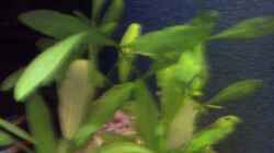 Pflanzen im Aquarium Becken 4771