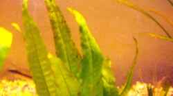 Microsorum pteropus