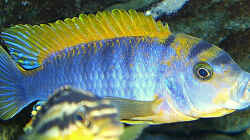 Labidochromis´Hongi´ Männchen