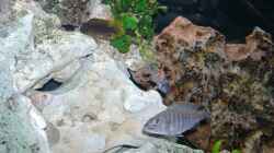 Dekoration im Aquarium Becken 4916