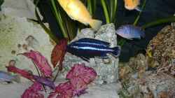 Dekoration im Aquarium Becken 4916