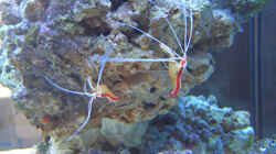Dekoration im Aquarium Becken 4934