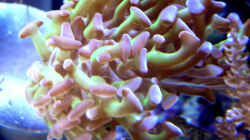 Dekoration im Aquarium Becken 4934