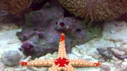 Besatz im Aquarium Becken 4934