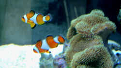 Aquarium Becken 4934