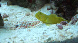 Besatz im Aquarium Becken 4934
