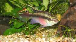 Besatz im Aquarium Becken 4935