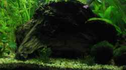 Dekoration im Aquarium Becken 4935