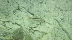 Champsochromis spilorhynchus