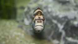 Nimbochromis livingstonii