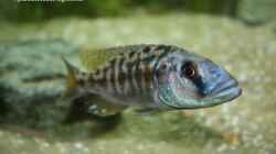 Tyrannochromis nigriventer (m)